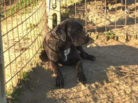 cane corso italiano